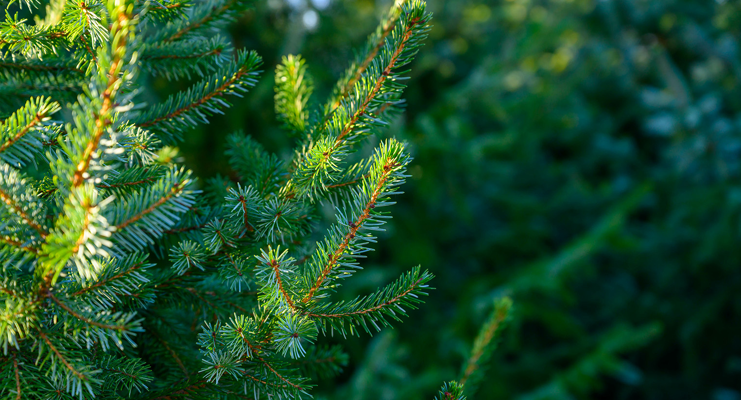 How To Make Your Christmas Tree Last Longer Atlantic Landscapes